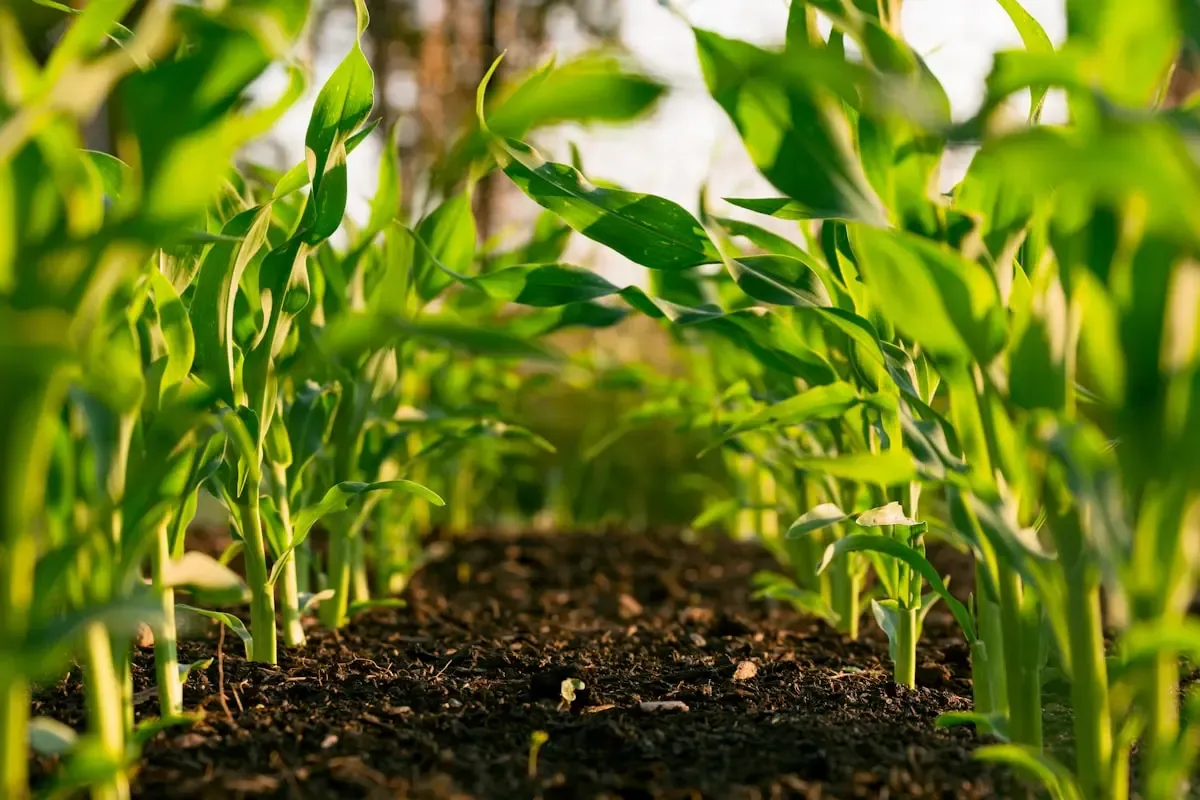 A Day in the Life of an Agronomist