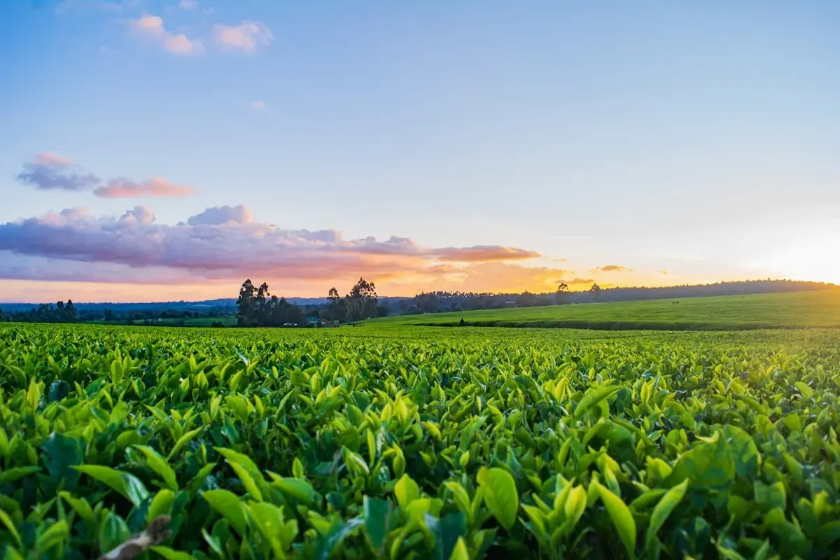 The Job and Pay Showdown: Crop Technicians