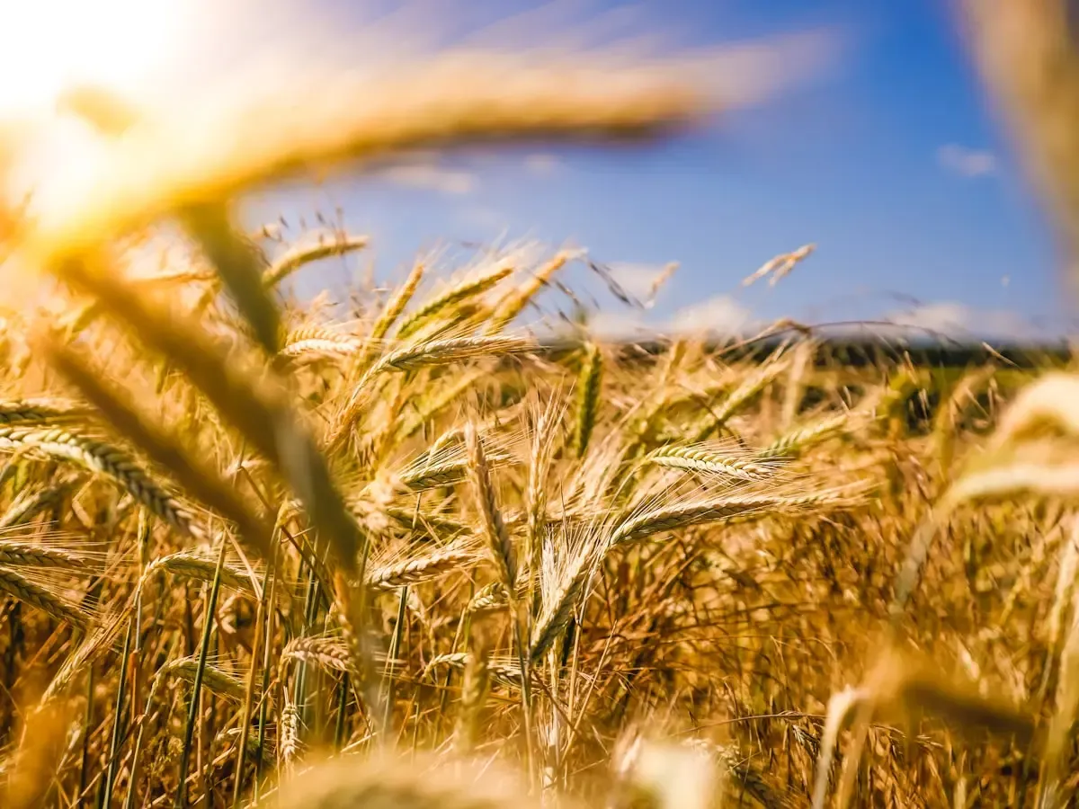 How to Become a Livestock Farmer