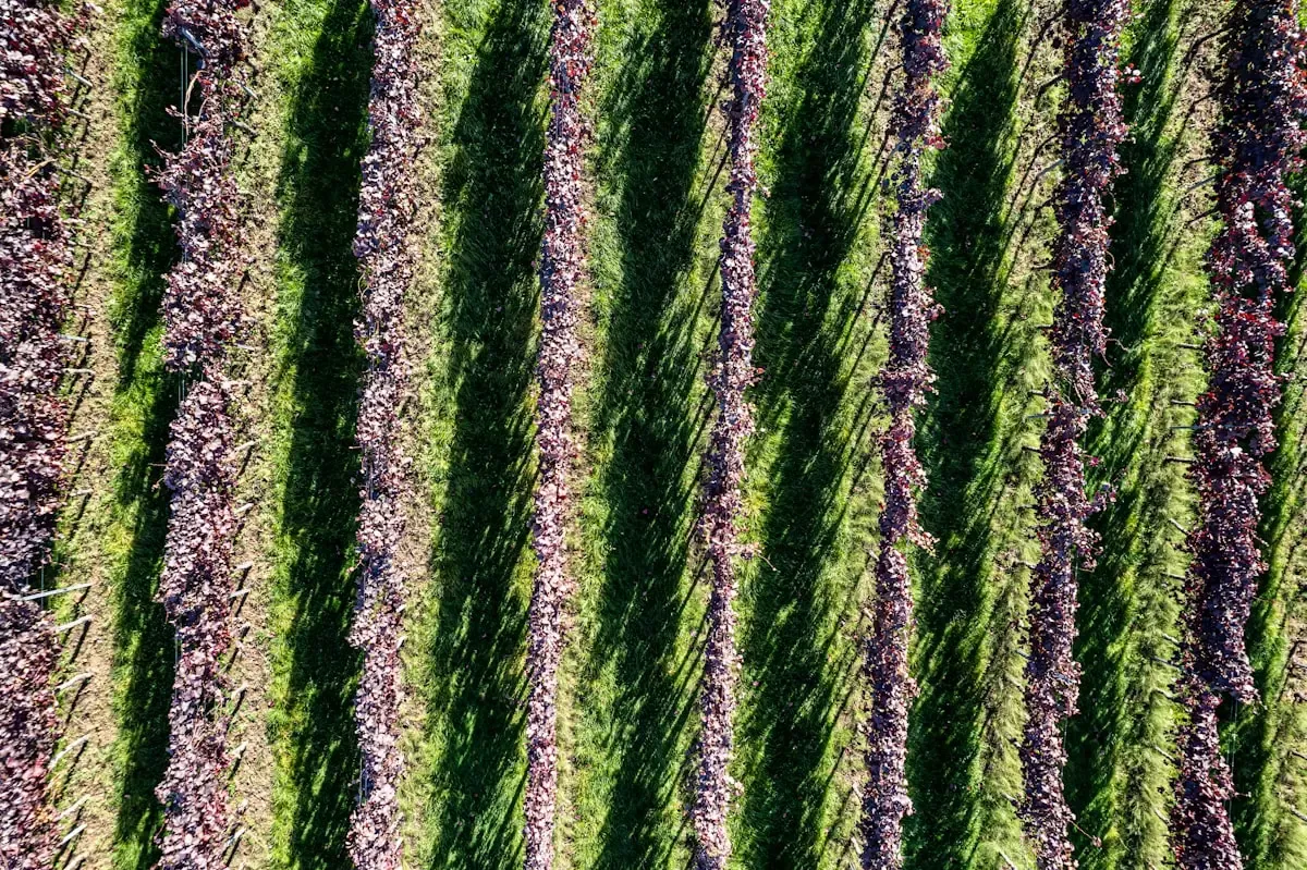 What Plant Systems Work Takes