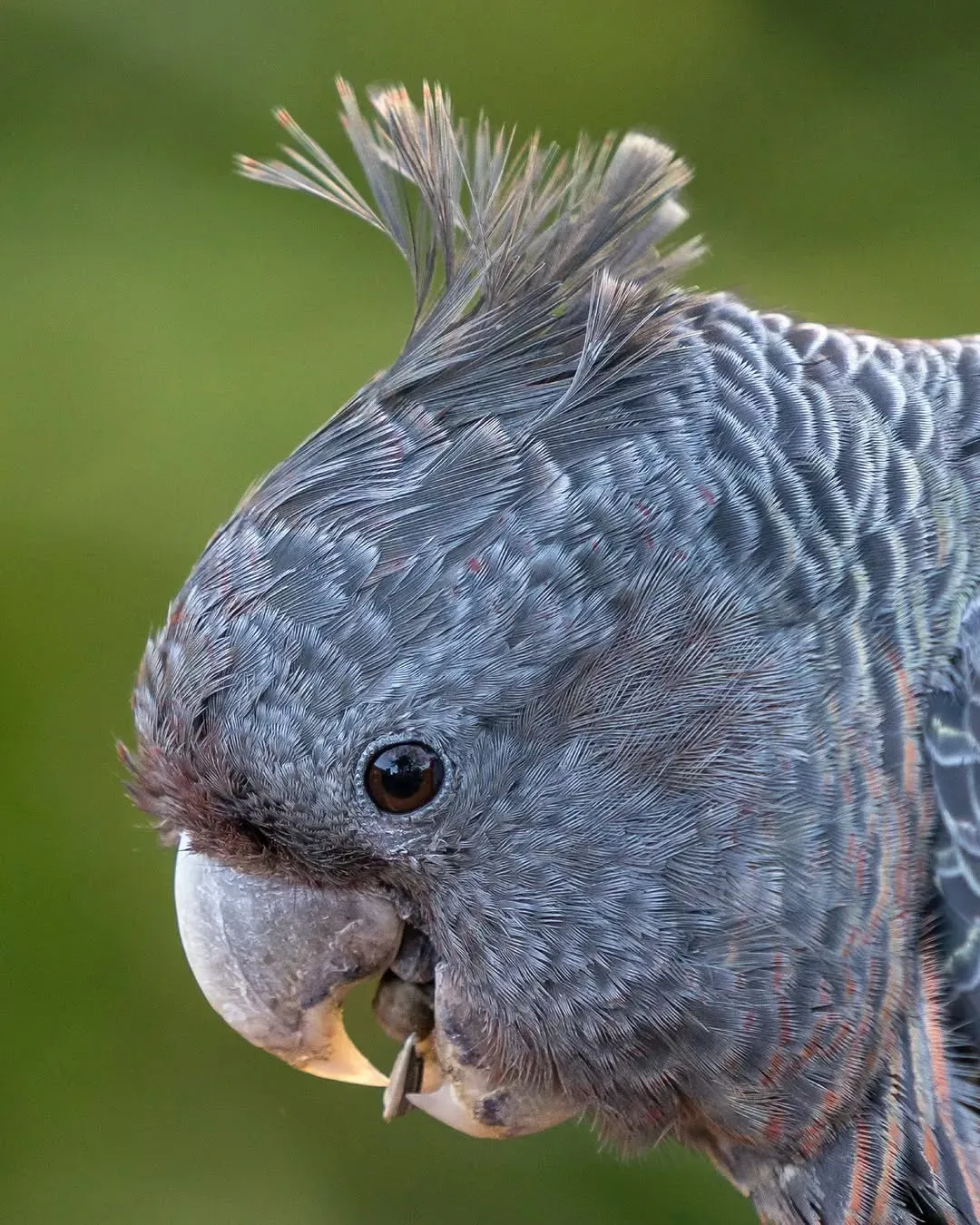 We’re big gang-gang fans!
Despite being such an iconic cockatoo and the emblem of the ACT, we know very little about this endangered species. Learning more about gang-gang behaviour and habitat is essential for their conservation.
That’s why researchers from the ANU Fenner School of Environment and Society have been studying the movements of gang-gangs across Australia. They use small GPS transmitters to learn how far the birds travel and where they go during and after breeding.
This conservation project, led by the Difficult Bird Research Group at ANU, will help inform new renewable energy developments and is a key project funded by the Renewables Environmental Research Initiative (RERI) led by the Department of Climate Change, Energy, the Environment and Water (DCCEEW). #WorldEnvironmentDay