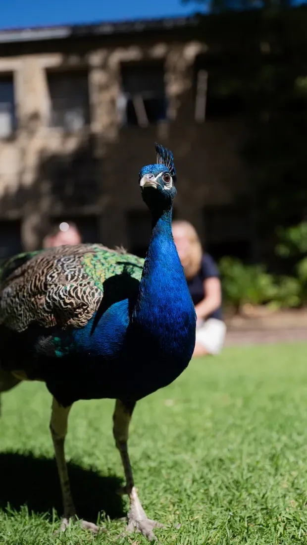 You’ve been blessed by our majestic peacock 🦚 Send this to your friends to bless their last days of exams 📚