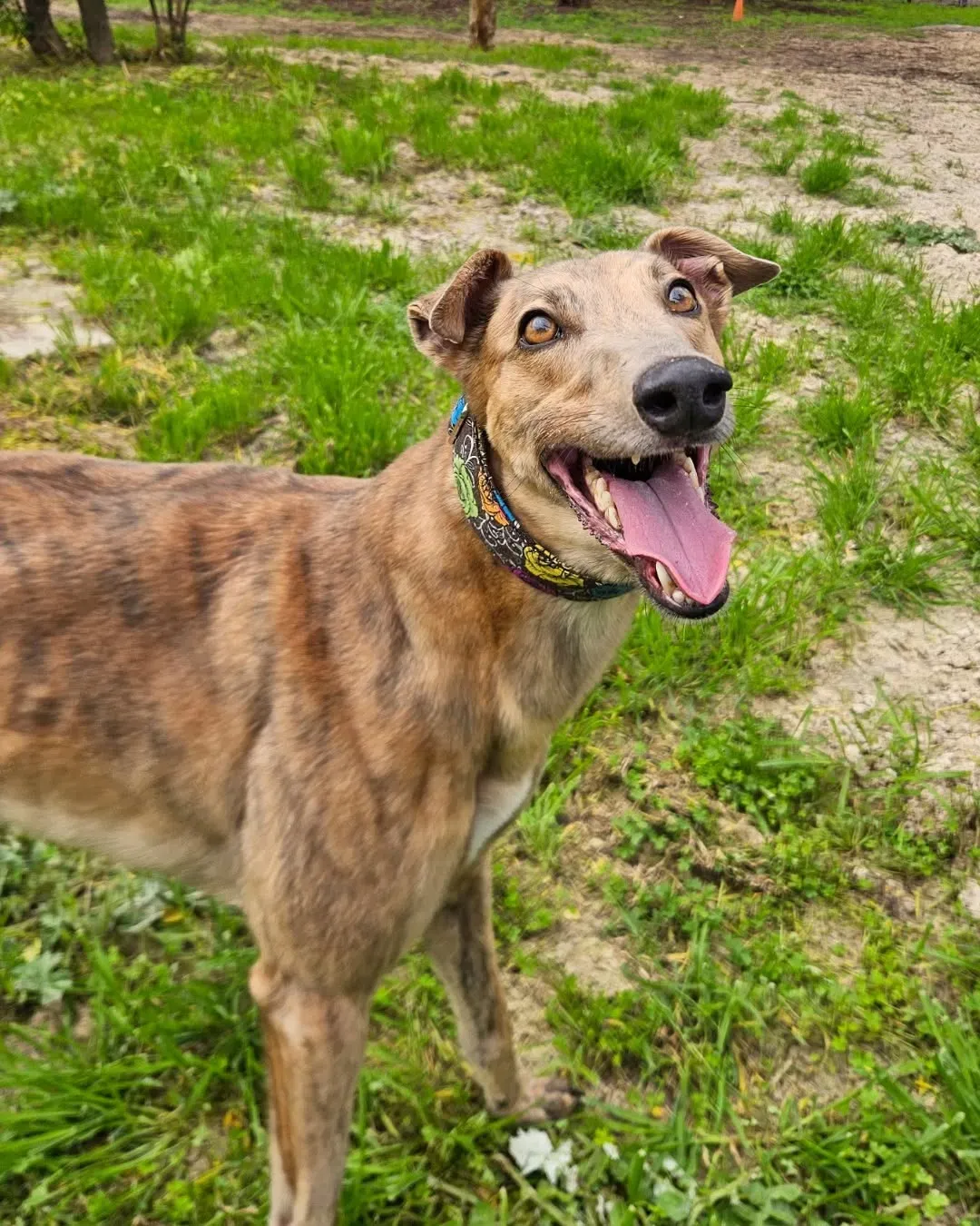🐾 Meet Izzy! 🐾 Izzy is a cuddly, affectionate and gentle 3-year-old greyhound who adores people. She loves toys, short walks or zoomies, but is equally happy relaxing at home after her adventures.
A racing injury left Izzy with a permanent limp, but it doesn’t stop her enjoying life! She’d love a quieter home where exercise is minimal or controlled.
Izzy is best suited as an only dog or with an independent and tolerant medium–large dog. She is apartment or small yard suitable, best with children 10+, and no cats or pocket pets.
Could this sweet girl be your perfect companion? 💗 Adopt Izzy today through our Gilles Plains campus PETSinTuition via link in our bio.