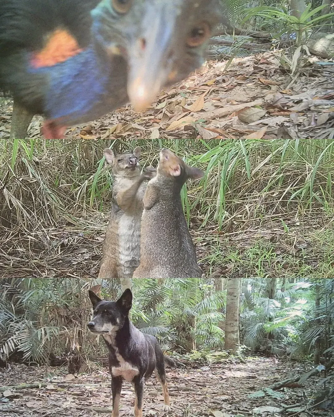 The power of AI has been harnessed to rapidly clear a photography bottleneck and bring greater coordination and computing power to efforts to save Australian animals from extinction. 

Developed by researchers at The University of Queensland, the Wildlife Observatory of Australia (WildObs) can quickly analyse millions of images taken by hidden wildlife cameras, meaning faster, more accurate data to guide conservation work. 

Associate Professor Matthew Luskin from UQ’s School of the Environment said the new cloud-based, easy to use, artificial intelligence-powered image platform was revolutionary.

“Affordable cameras can discreetly capture wildlife while strapped to trees and left for months so there are now thousands of projects across Australia collecting millions of images and videos,” Dr Luskin said. 


Head to UQ News 🔗in bio for the full article