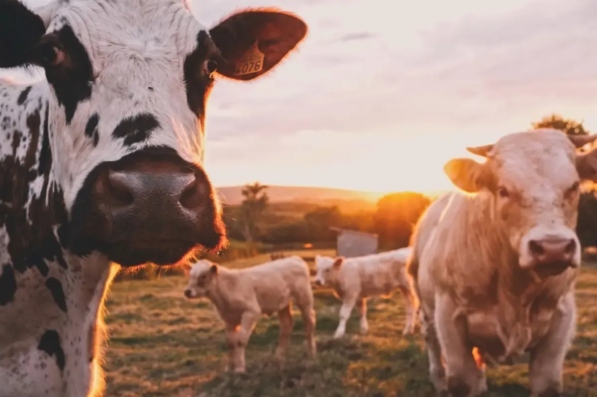 Animal Systems